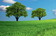 Abb. grüne, saftige Wiese mit zwei gesunden Bäumen und bluem Himmel